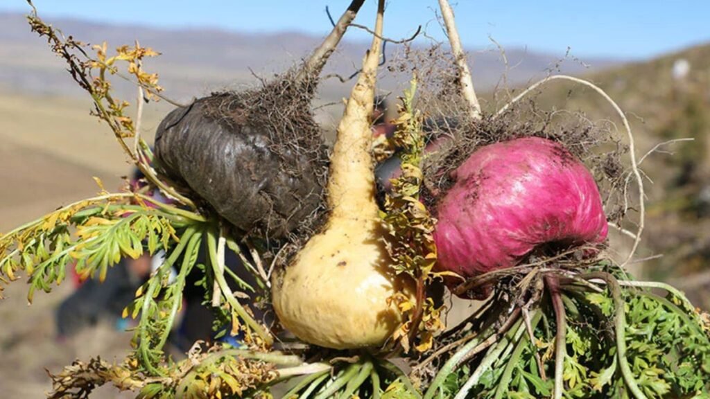 Maca Peruana Verdadeira