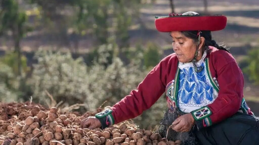 colheIta de Maca-Peruana
