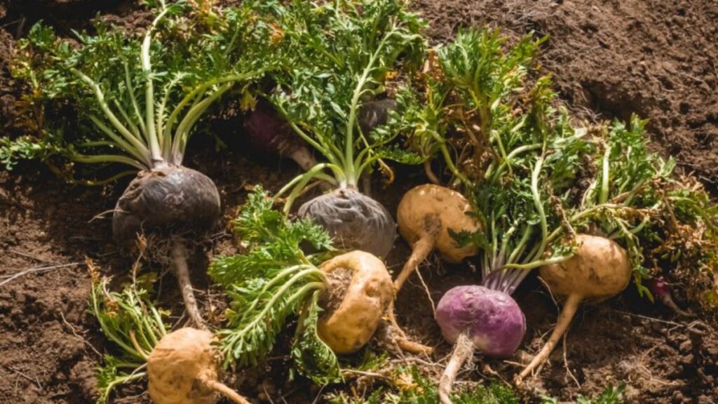 Tipos de Maca Peruana Qual Escolher